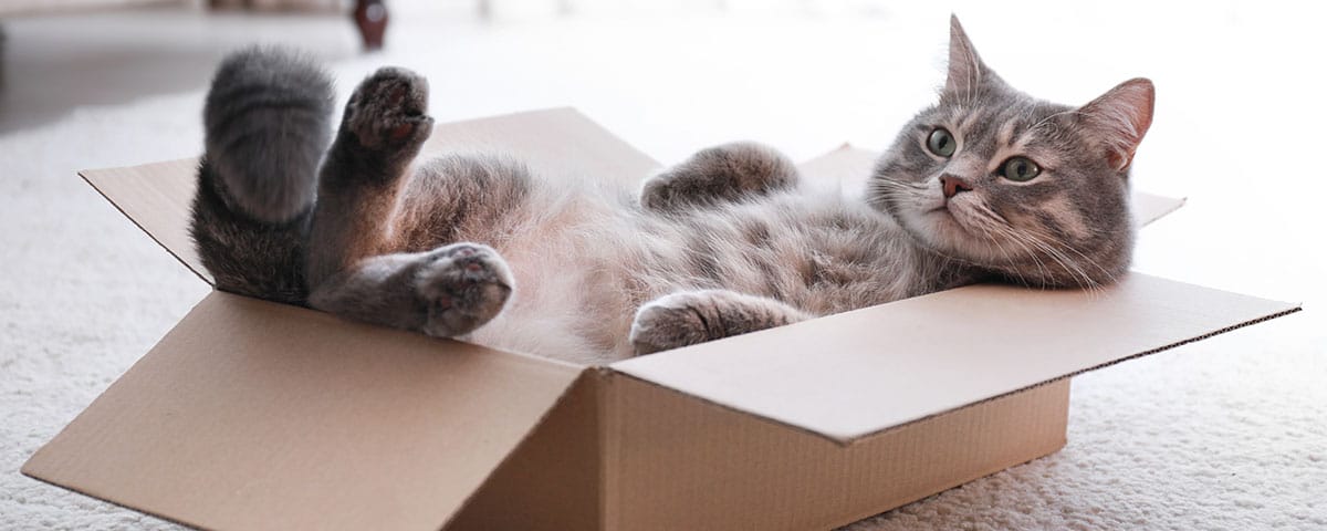 Katzen-Ratgeber von Stallbedarf24