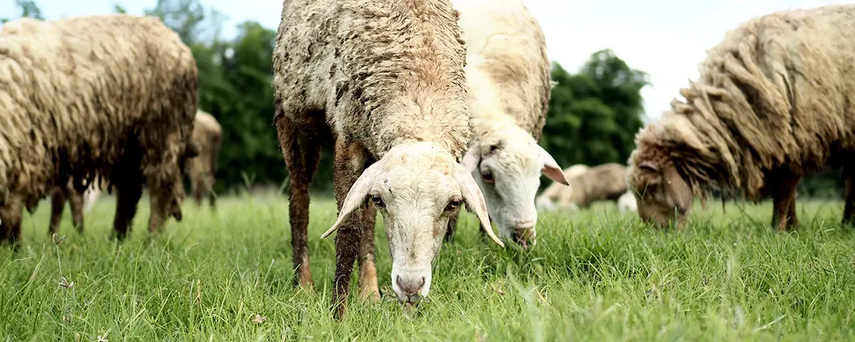 Schafe-Ratgeber von Stallbedarf24
