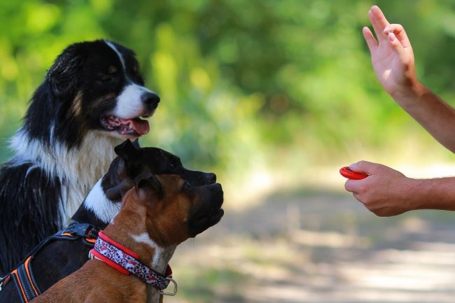 3 Hunde werden per Clicker trainiert