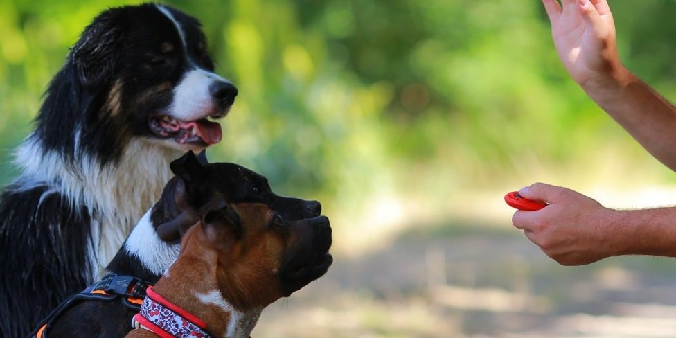 3 Hunde werden per Clicker trainiert