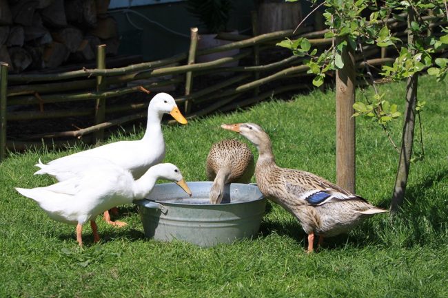 Laufenten im Garten