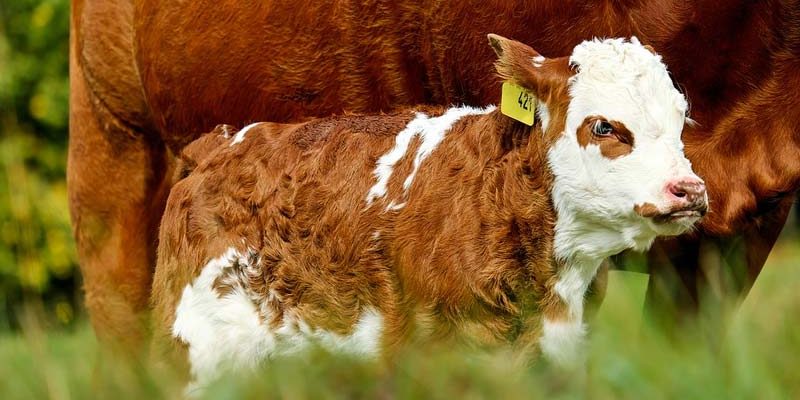 Mutterkuh und Kalb auf der Weide