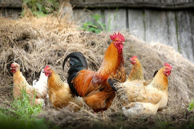 Hühner und Hahn im Garten