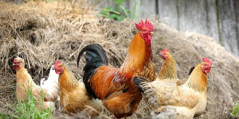 Hühner und Hahn im Garten