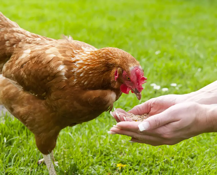 Huhn im Garten wird per Hand gefüttert