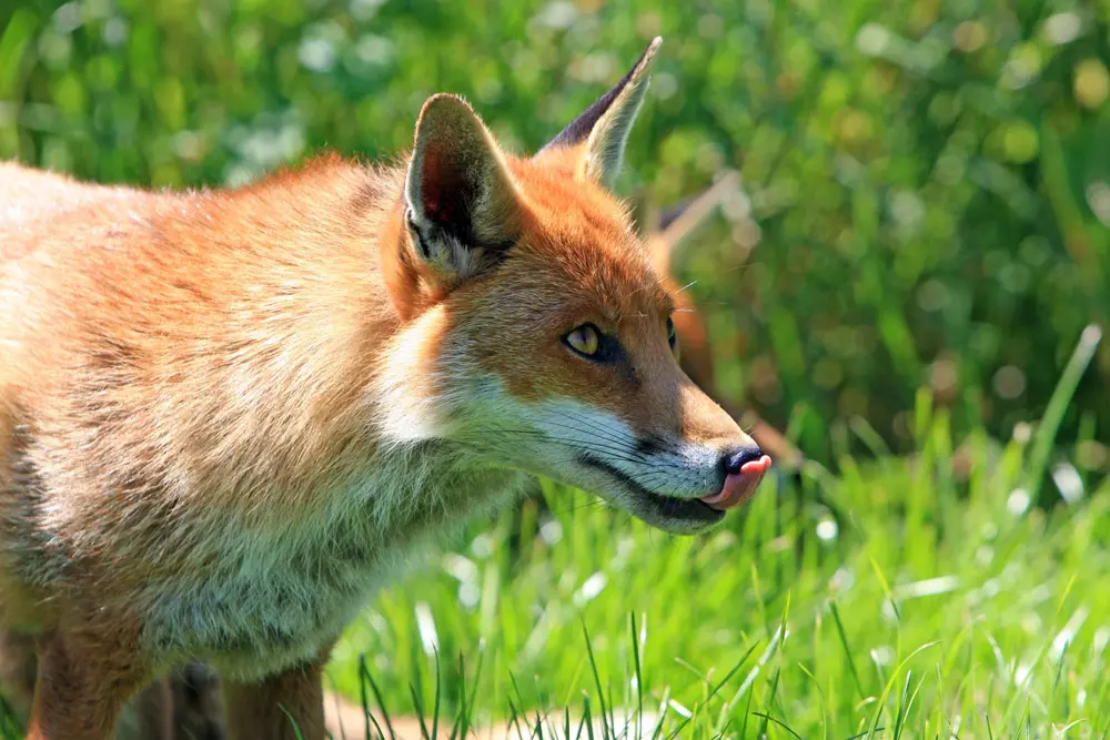 Fuchs leckt sich die Zunge