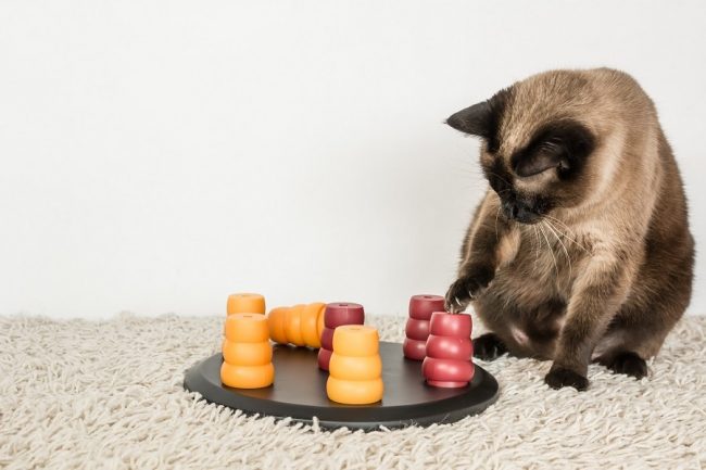 Katze spielt mit einem Intelligenzspielzeug auf dem Teppich