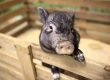Minischwein in seinem Gehege