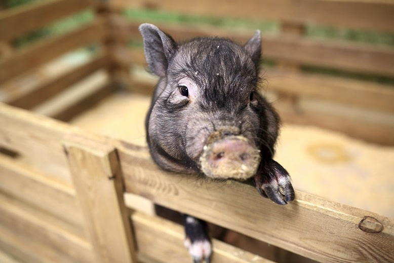 Minischwein in seinem Gehege