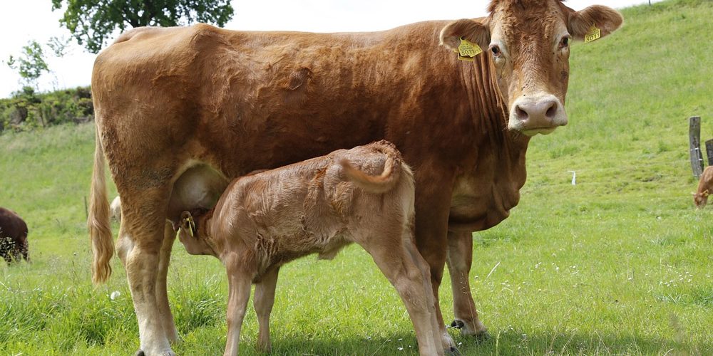 Mutterkuh und ihr Kälbchen auf der Weide