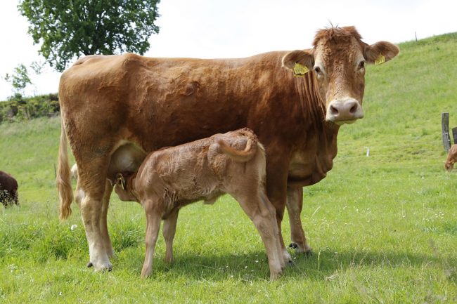 Mutterkuh und ihr Kälbchen auf der Weide