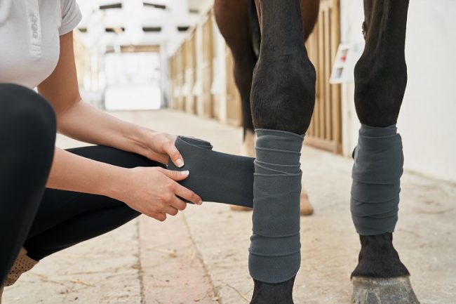 Pferd im Stall wird bandagiert