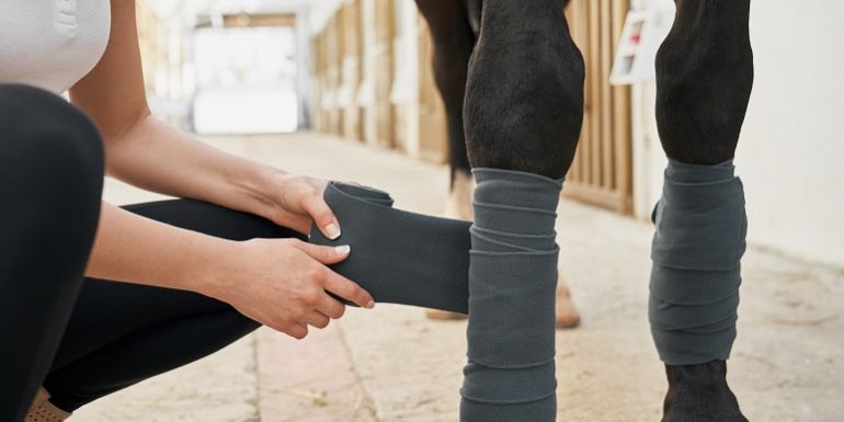 Pferd im Stall wird bandagiert