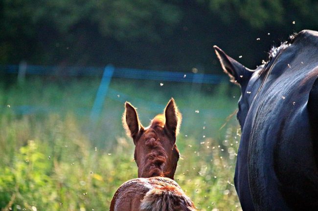 Pferd und Fohlen umgeben von Fliegen