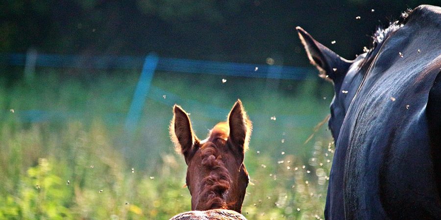 Pferd und Fohlen umgeben von Fliegen