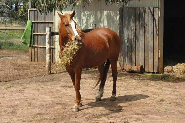 Pferd mit Heu im Maul nach Fütterung