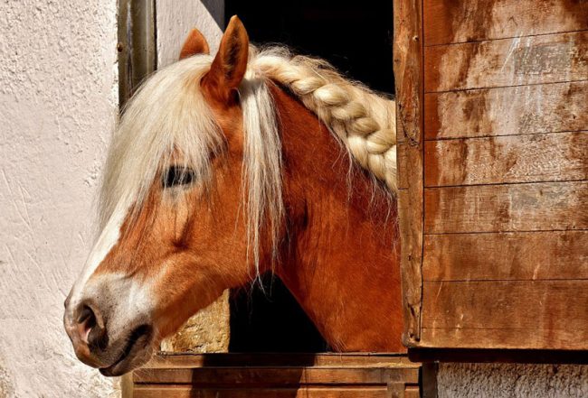 Pferd im Pferdestall
