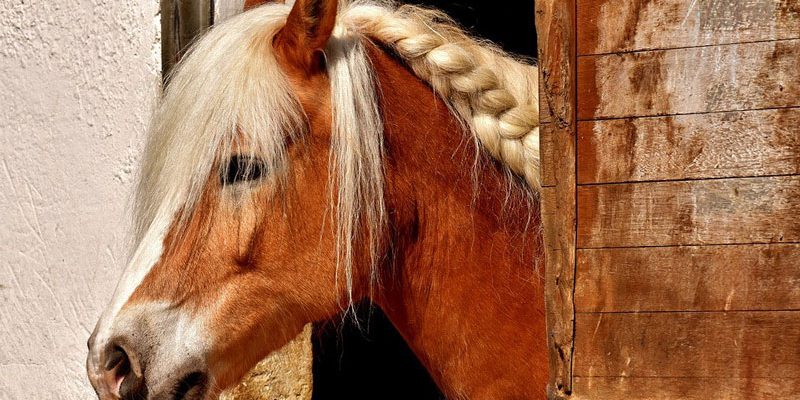Pferd im Pferdestall