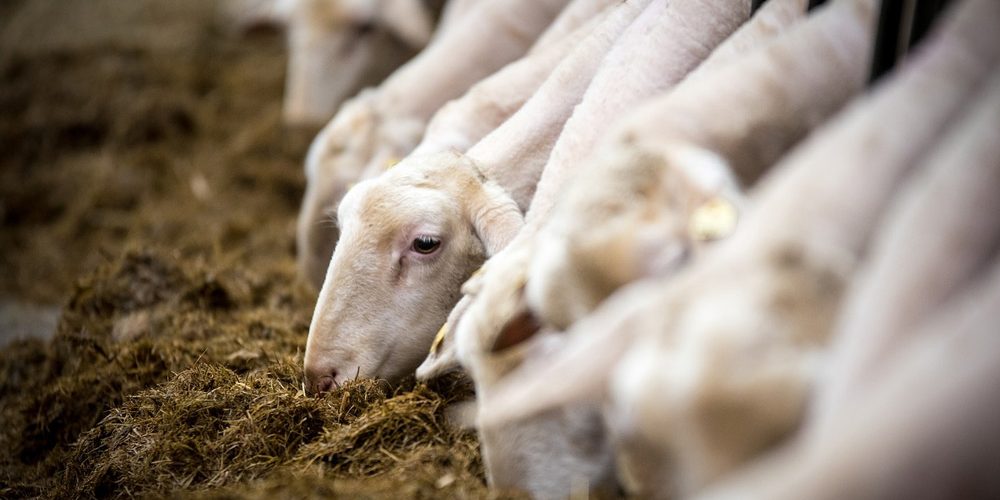 Schafe bei der Fütterung