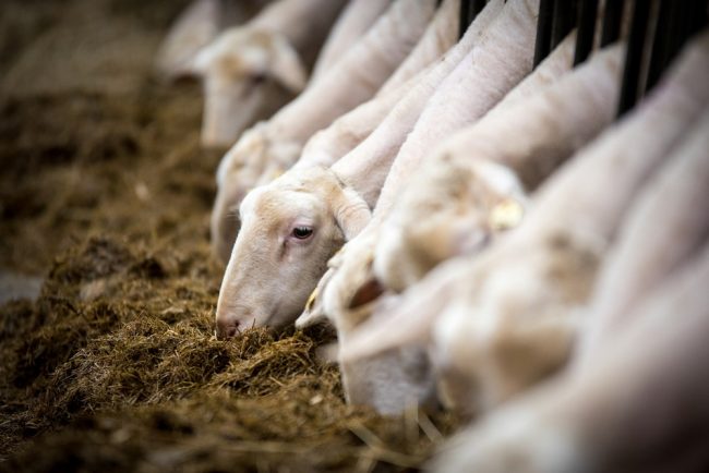 Schafe bei der Fütterung