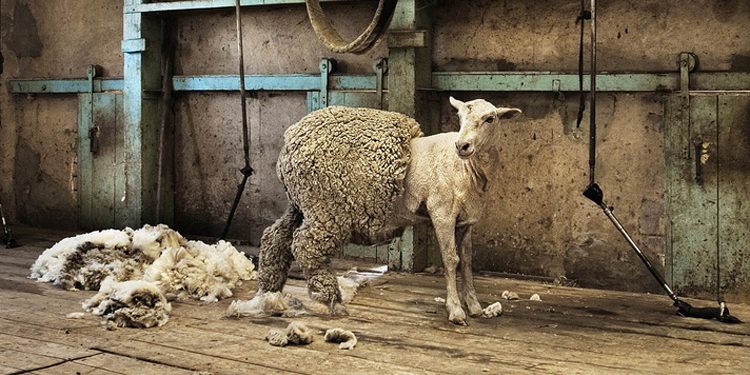 Schaf wird geschoren