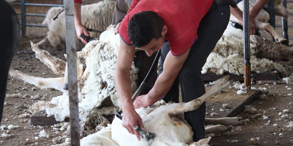 Landwirt bei der Schafschur