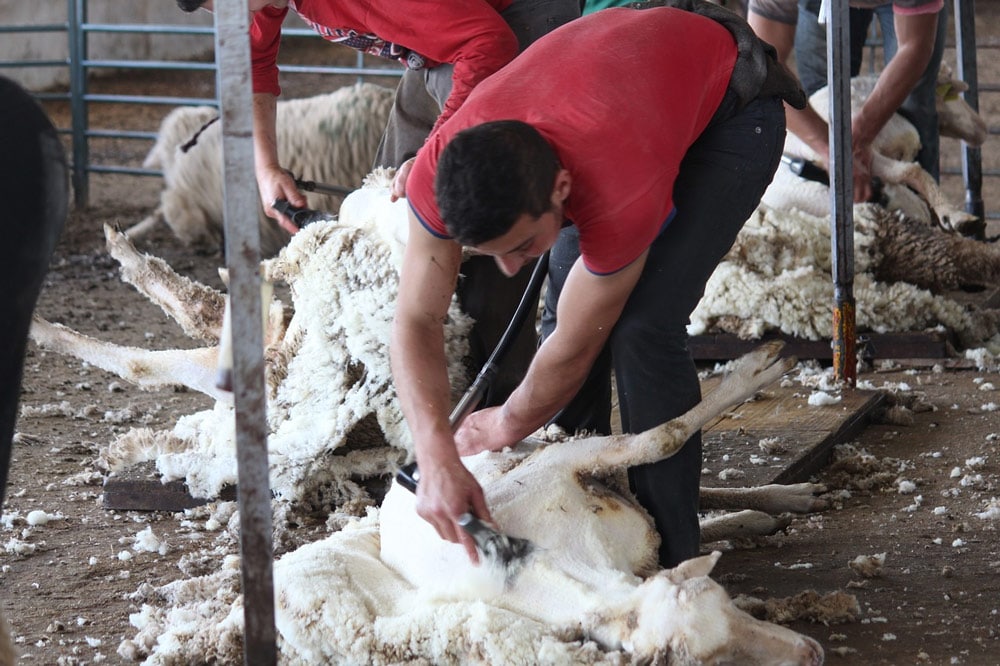 Landwirt bei der Schafschur