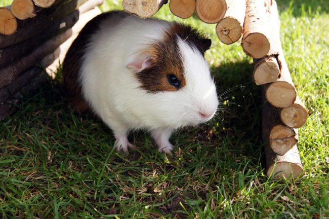Hamster im Käfig
