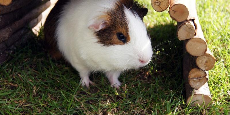Hamster im Käfig