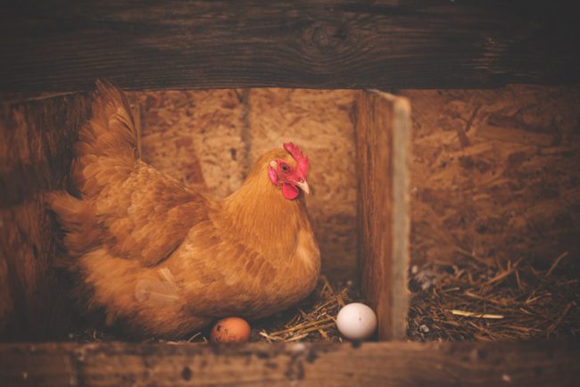 Huhn sitzt im warmen Stall