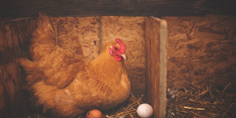 Huhn sitzt im warmen Stall