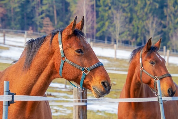 Zwei Pferde schauen über einen Weidezaun