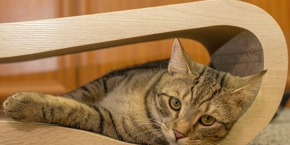 Katze liegt in einem Möbelstück aus Holz