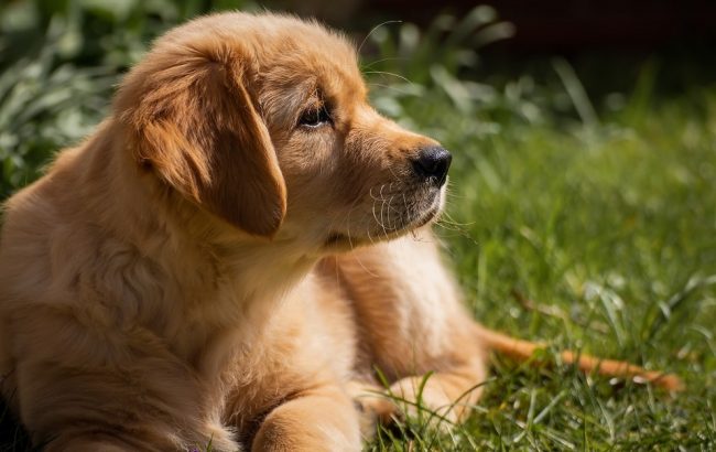 Hundewelpe liegt auf einer Wiese