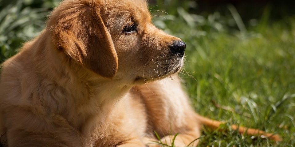 Hundewelpe liegt auf einer Wiese