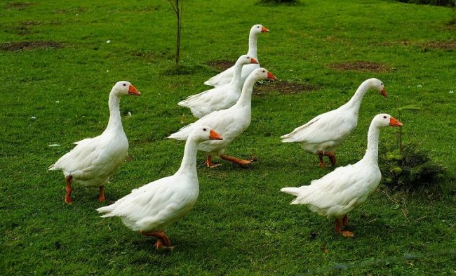 Gänse im Garten