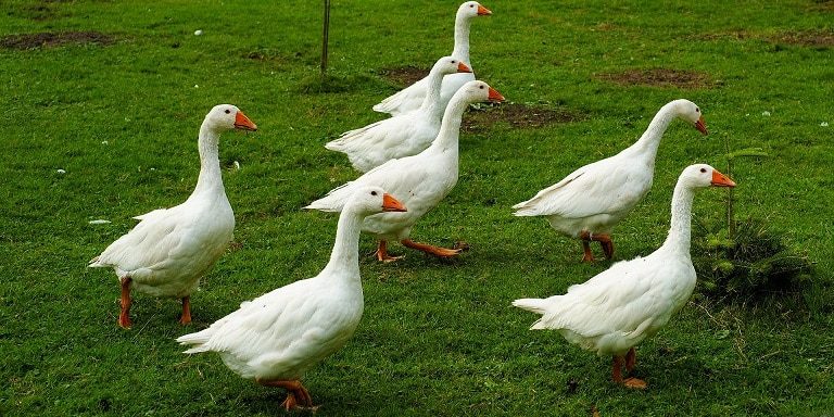 Gänse im Garten