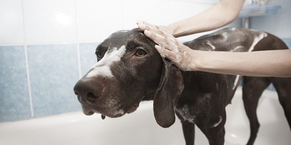 Hund wird gebadet