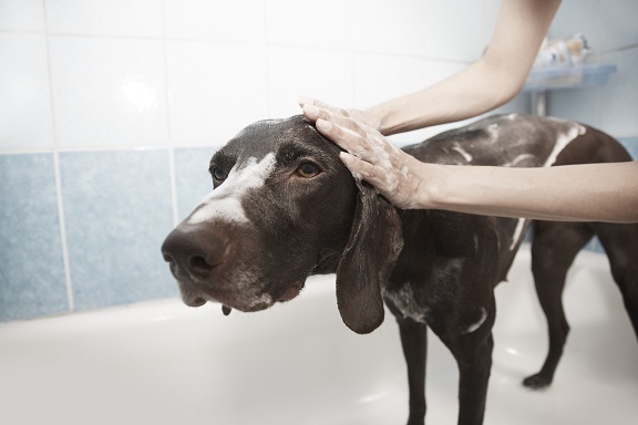 Hund wird gebadet