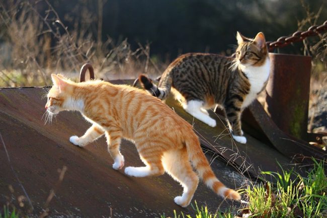Zwei Katzen unterschiedlicher Rassen