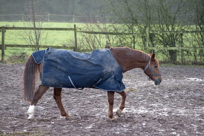 Pferd steht auf feuchtem Untergrund - Strahlfäule oft die Folge