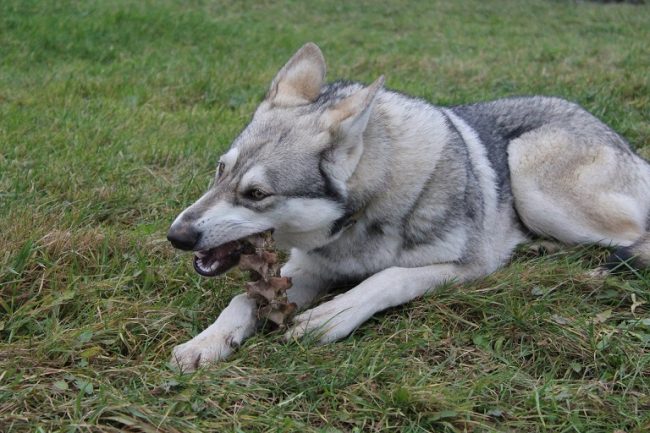 Hund frisst einen Knochen