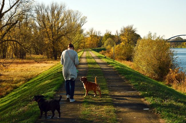 Frau geht mit zwei Hunden Gassi
