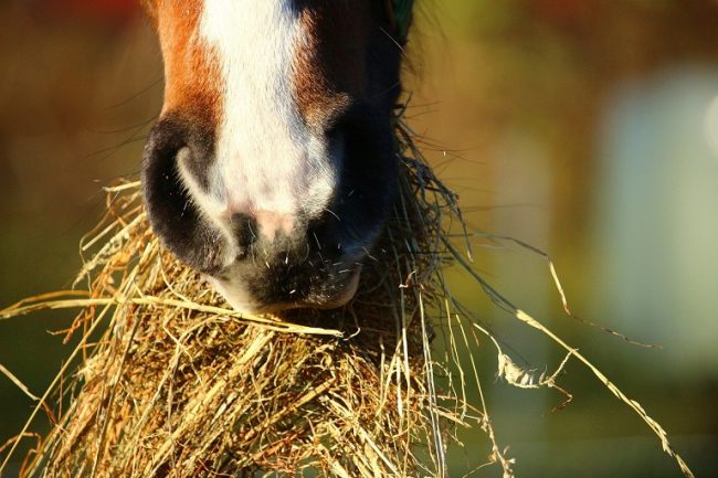 Pferd frisst Heu