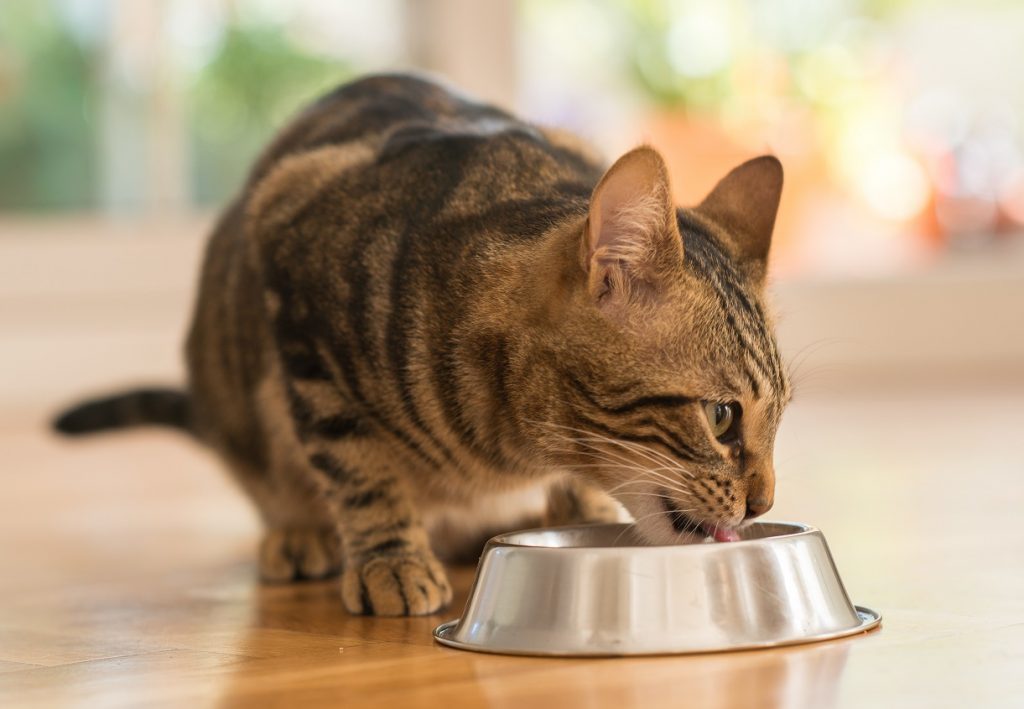 Katze frisst aus ihrem Napf