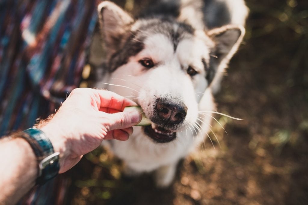 Hund bekommt eine Gurke als Leckerchen