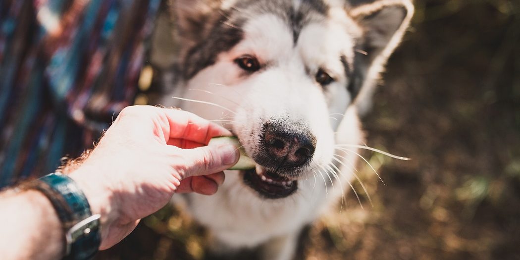 Hund bekommt eine Gurke als Leckerchen