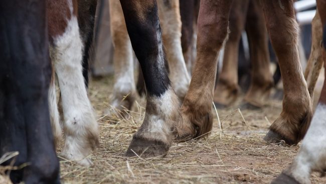 Pferdebeine auf dem Paddock