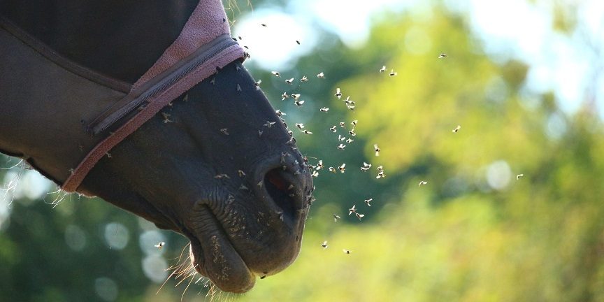 Stallfliegen am Pferdekopf