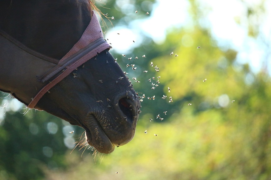 Stallfliegen am Pferdekopf